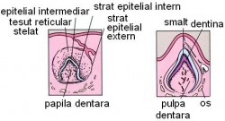 dezvoltarea_sistemului_dentar